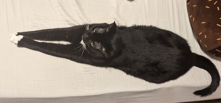 Nobile Beest Nobile Beest