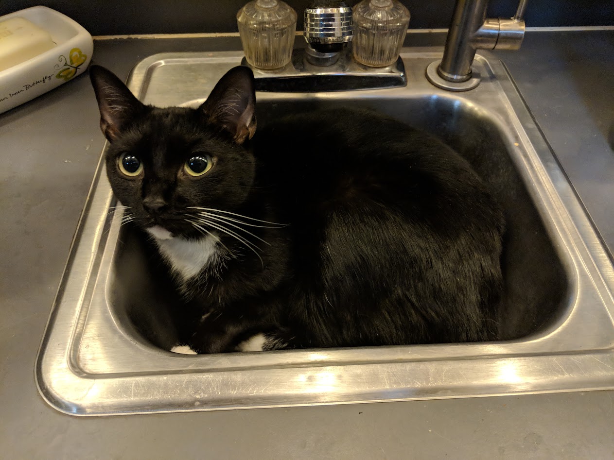 A tuxedo cat with white chin and gloves sitting in a small sink with an appealing expression A tuxedo cat with white chin and gloves sitting in a small sink with an appealing expression