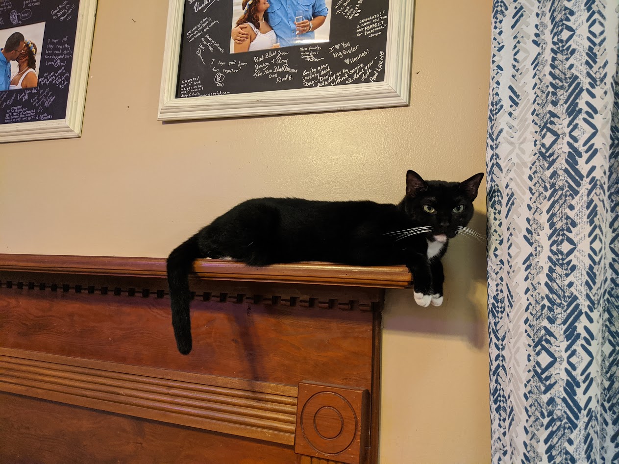 A tuxedo cat with white chin and gloves sitting on the end of a shelf with an appealing expression A tuxedo cat with white chin and gloves sitting on the end of a shelf with an appealing expression
